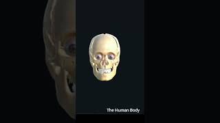 Unveiling the Skull Explore Every Bone in Detail anatomy education [upl. by Eedia]