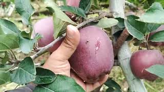 Z1 Apple Variety in Mohit Dharmaik Orchard [upl. by Gottuard795]