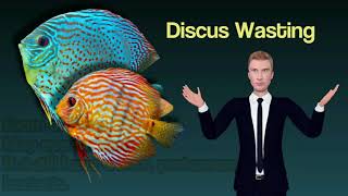 Discus Wasting Disease TB Hexamita and Weight Loss [upl. by Sucramaj]