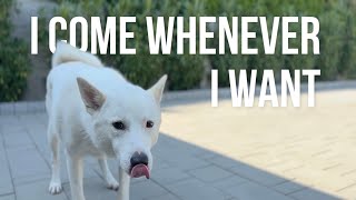 I Come Whenever I Want  Mayo the Canaan Dog [upl. by Kev]