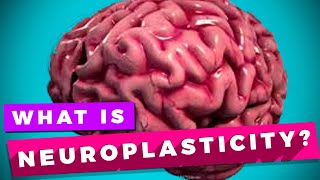 Neuroplasticity and learning explained [upl. by Eisak]