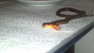 4 weeks old garter snake eating sardine [upl. by Enelak]