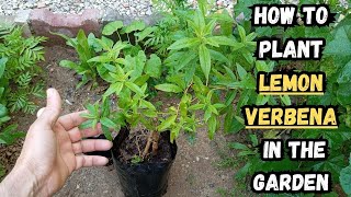 How to Plant Lemon Verbena in The Garden 🌱lemonverbena gardening gardeningtips gardentips herbs [upl. by Naeruat]