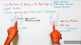 What are Meristematic tissue  Letstute [upl. by Mallen312]