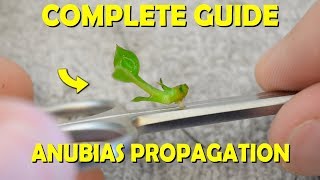 Complete Guide On How To Propagate Anubias Plants For FAST GROWTH [upl. by Loginov442]