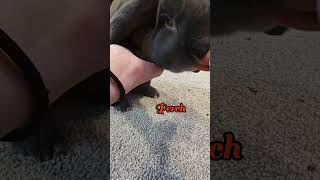 who wants part 2🐇🐰🏀 bunny rabbit training tricks pets enrichment [upl. by Abbe]