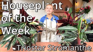 Triostar Stromanthe  Houseplant of the Week [upl. by Alana]