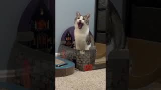 such big yawn for such smol boi cats short funny cute [upl. by Andee680]