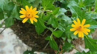 WedeliaCreeping Daisy in Hanging baskets best Perennial flowering plant for balconyComplete Care [upl. by Adnalro]