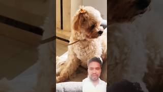 dog is cake🦮🦮💔🤔funny subscribe comedy [upl. by Coletta525]