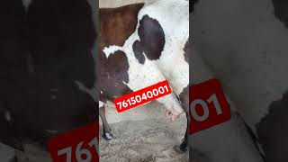 Chopradairyfarm rajsthan sriganganger [upl. by Rains]