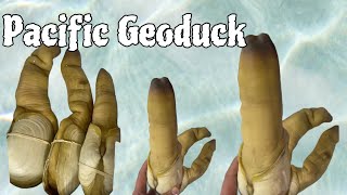 LIVE 🔴 Geoduck [upl. by Zoeller]