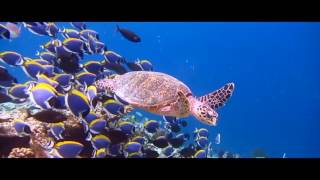 Kuramathi Island Resort Maldives  Sunway Travel Group [upl. by Hadihahs]