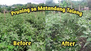 ANU ANG MGA ADVANTAGES SA PAGPRUNING NG SANGA NG MATANDANG TALONG [upl. by Melantha]