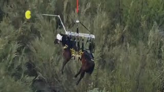 Horse Hoisted Into Air Rescued From River [upl. by Willmert]