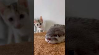 Baby otter meets kitten for the first time🦦🐈❤️ yoonathetigerdachshund dog puppy shorts [upl. by Neelrahs]