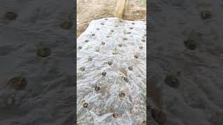 21 OctToday we planted strawberries 🍓gardeningtips strawberry farming gardeningvideo homemade [upl. by Nadnarb689]