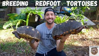 Breeding Redfoot Tortoises [upl. by Naima]