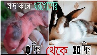 rabbits age  black and white baby rabbts 1day to 20days old  সাদা কালো খরগোশ বাচ্চা ১২০দিনের [upl. by Alves160]