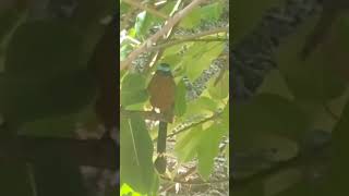 Motmot bird motmot nature birds crimelab357 [upl. by Revert332]