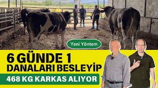 6 Günde 1 Danaları Besleyip 468 Kg Karkas Alıyor [upl. by Niamart756]