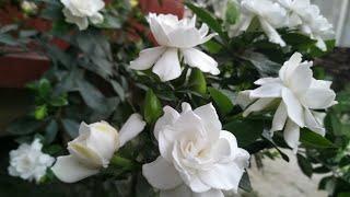 How To Make Gardenia Plant Produce More Buds And Blooms All Year Round [upl. by Leerzej]