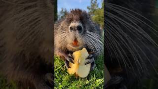 Feeding Nutria rat🐀 Coypu rat eating fact shorts shortsfeed rat [upl. by Diver531]