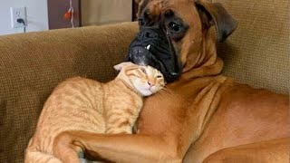 CATS AND DOGS Awesome Friendship  Funny Animal Videos 2023 😅 [upl. by Ahsart464]