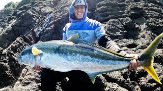 Chasing Huge Kingfish off the rocks Stickbaiting amp Livebaiting Far North NZ [upl. by Eugilegna]