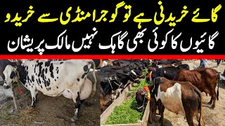 Today Gojra Maweshi Mandi  Cow Fresh Rates Update  Cross Cow 2024 [upl. by Notniuq819]