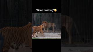 Lion backs off seeing tiger 🐯🦁☠️ [upl. by Donelle]