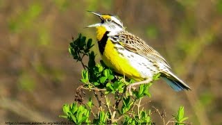 Eastern Meadowlark Song [upl. by Enitsrik408]