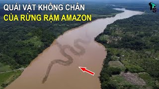 Khám Phá Kinh Hoàng Ở Rừng Rậm Amazon Khiến Cả Thế Giới Khiếp Sợ  T  TOP5 [upl. by Healion]