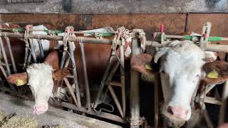 Adam şehrin içine Aile süt işletmesi kurmuş cow farming simental [upl. by Nylsor263]