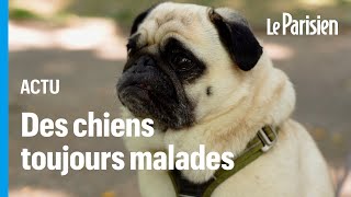 Bouledogues carlins teckelsattention à la mode des chiens hypertypes «programmés pour souffrir» [upl. by Niklaus]