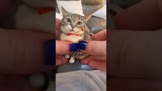 Poor topcat 😭 topcat funny viralvideo fypシ゚ [upl. by Elrebma]