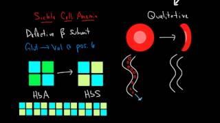 Hemoglobin and Hemoglobinopathies [upl. by Basham]