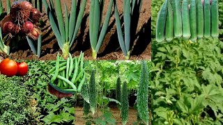 Companion Planting With Bitter Gourd 5 Crops You Can Intercrop Tomato Beans Onions Karela amp Okra [upl. by Ayanad]