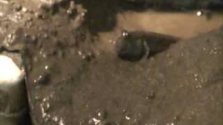 Mudskipper mud spit while digging burrow slow motion [upl. by Slayton104]