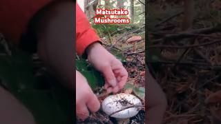 Matsutake Pine Mushrooms mushroom ediblemushrooms foraging fungi [upl. by Esiocnarf273]