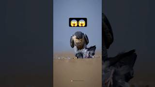 Peregrine falcon🦅 World fastest Bird😱 Rocket attack 😮interestingfactsanimalsfalconytviralshorts [upl. by Roanne]