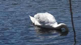 Mute Swan in Channahon 1 [upl. by Aleydis537]