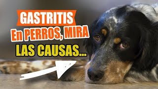 La GASTRITIS en PERROS 🐶Síntomas Causas Diagnóstico [upl. by Medardas]