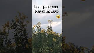 LAS PALOMAS [upl. by Cogswell]