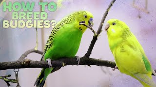 Budgie Breeding  Everything You need to know [upl. by Vizzone]