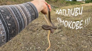 ХАПЛИВИ СМОКОВЕ BITEY WHIPSNAKES DOLICHOPHIS CASPIUS [upl. by Analli15]