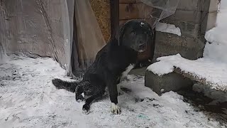 El perro arrastró sus patas traseras buscando comida en el frío pero todos lo ahuyentaron [upl. by Sirraj]