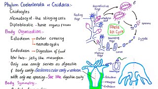 Phylum Coelenterata  phylum Cnidaria  General characteristics of phylum Cnidaria  class 11 [upl. by Akeemaj]