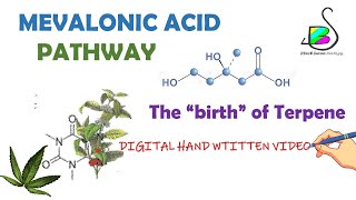 MEVALONIC ACID PATHWAY  TERPENE BIOSYNTHESIS  Secondary metabolites  Plant physiology  CSIR NET [upl. by Oiceladni]