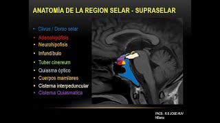 Anatomía Radiologica de la Región Selar y Yuxtaselar [upl. by Atinuaj]